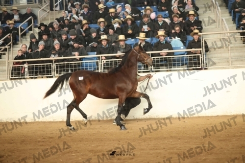 JHM-5012
