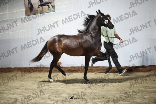 JHM_1354