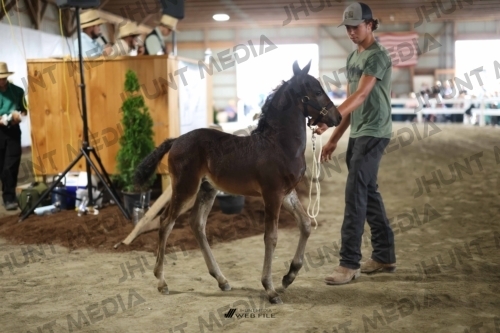 JHM_2019