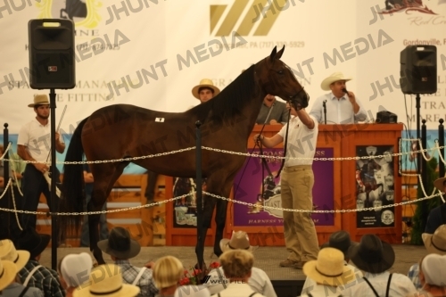 JHM_0779