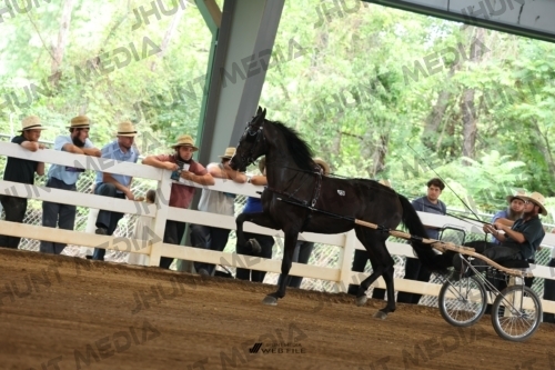 JHM_0243