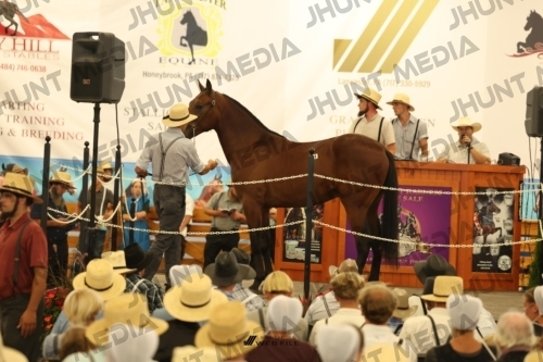 JHM_1131