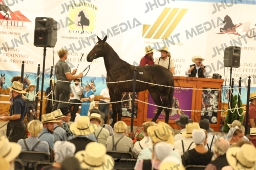 JHM_1542